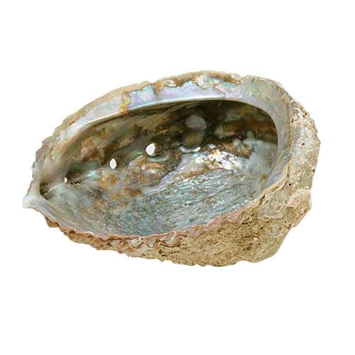 Abalone Shell Medium